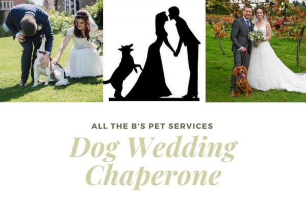 The ‘I Do’ Dog Crew @ All the B’s Pet Services - Something Different! - Southampton - Hampshire