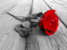 black n white red rose.jpg