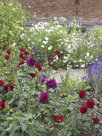 Grow your own wedding flowers