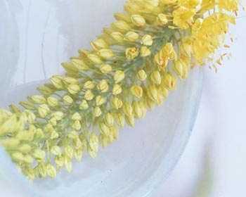 Sagitarius - emerus foxtail lily 