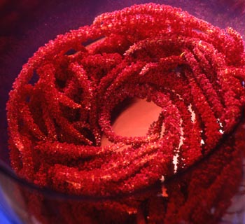 Scorpio - red amaranthus