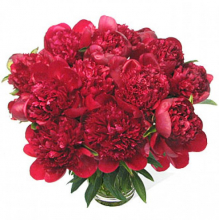 red-peonies.jpg