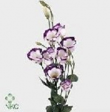 02 - Purple Rim Lisianthus.jpg