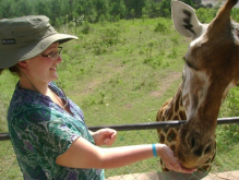 feeding giraffes