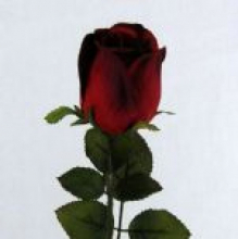 red rose bud.JPG