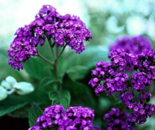 Heliotrope