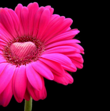pink gerbera.jpg