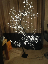 this is my tree 