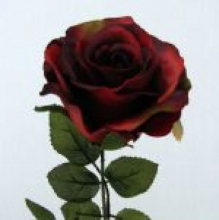 luxury red rose.JPG