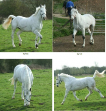 horses.PNG