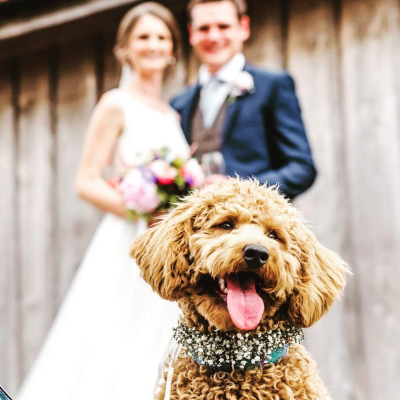 Short Legs Dog Care - Something Different! - Cheltenham  - Gloucestershire