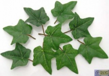 Ivy leaves.jpg