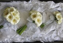 Cream-gerbera-bouquets.jpg