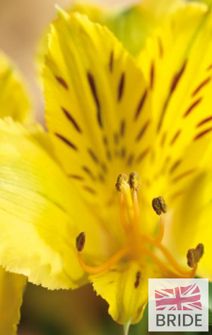 The-cheeky-face-of-alstroemeria-makes-it-a-firm-favourite-fo.jpg