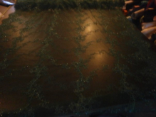 The Lace rolld out exuse the poor lighting 