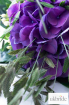 A-delicate-hydrangea-wedding-bouquet.jpg