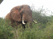 was 3ft away from this bull 