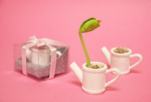 Magic-Bean-Wedding-Favor.jpg