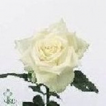 04 - Ivory Avalanch Rose.jpg
