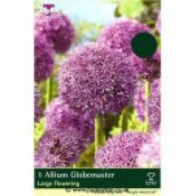 allium globemaster.jpg