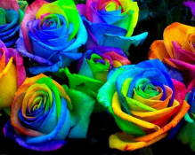 rainbow rose.jpg