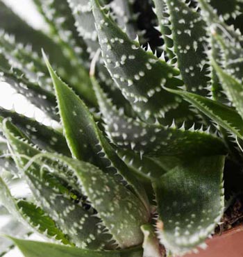 Aquarius - aloe