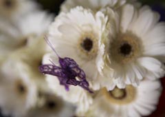 Aurora Studios Aurora Studios