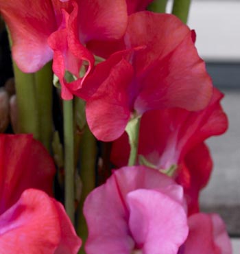 Taurus - cerise sweet pea