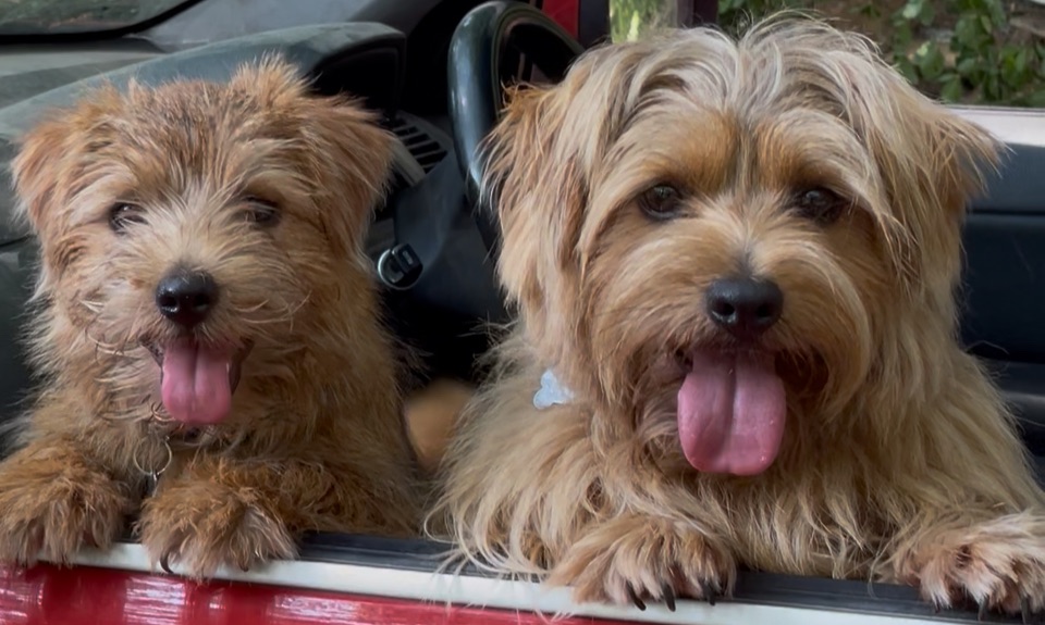 Gallery Item 18 for Harewood Forest