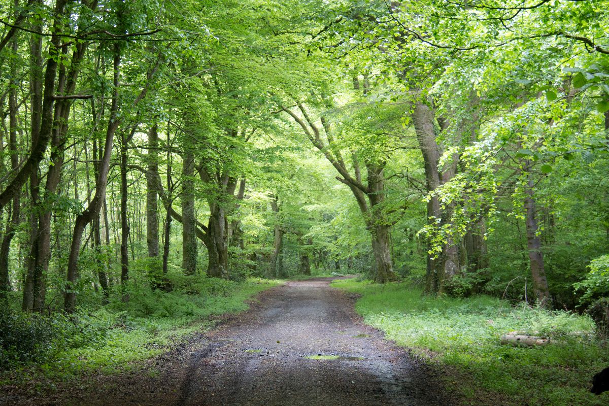 Gallery Item 69 for Castle Hill