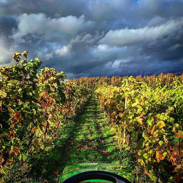 Gallery Item 14 for Dedham Vale Vineyard