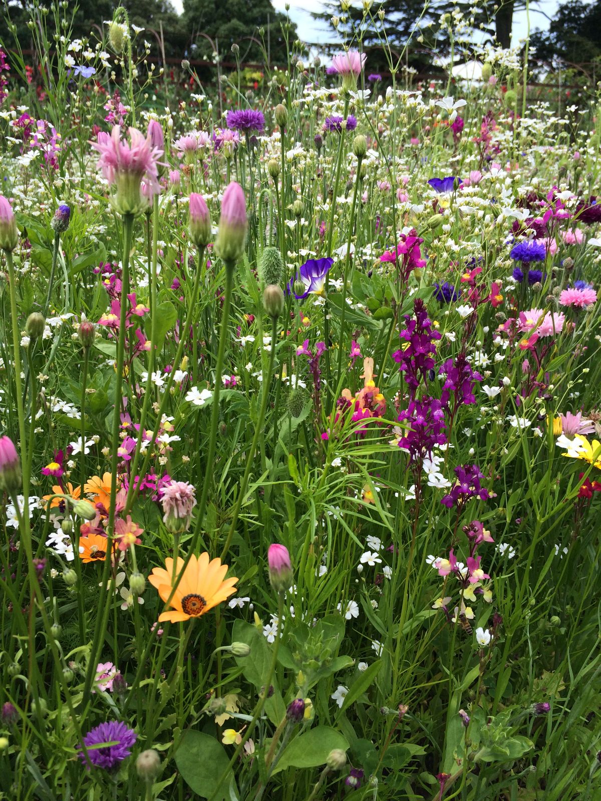 Gallery Item 49 for Helmingham Hall Gardens