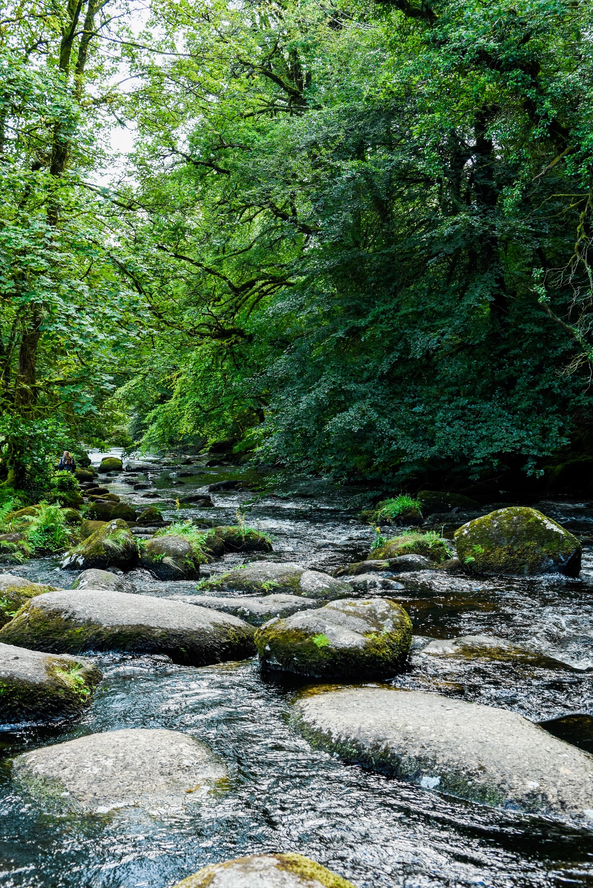 Badgers Holt Dartmoor-Image-77