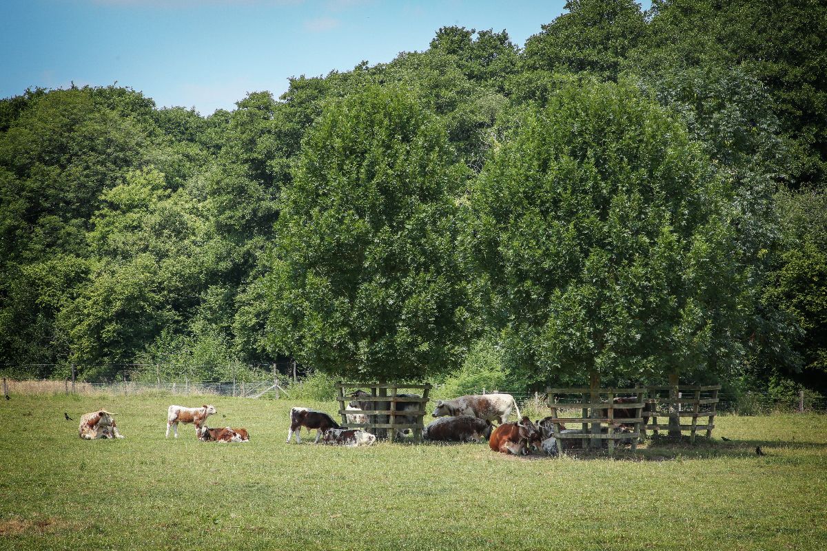 Gate Street Barn-Image-3