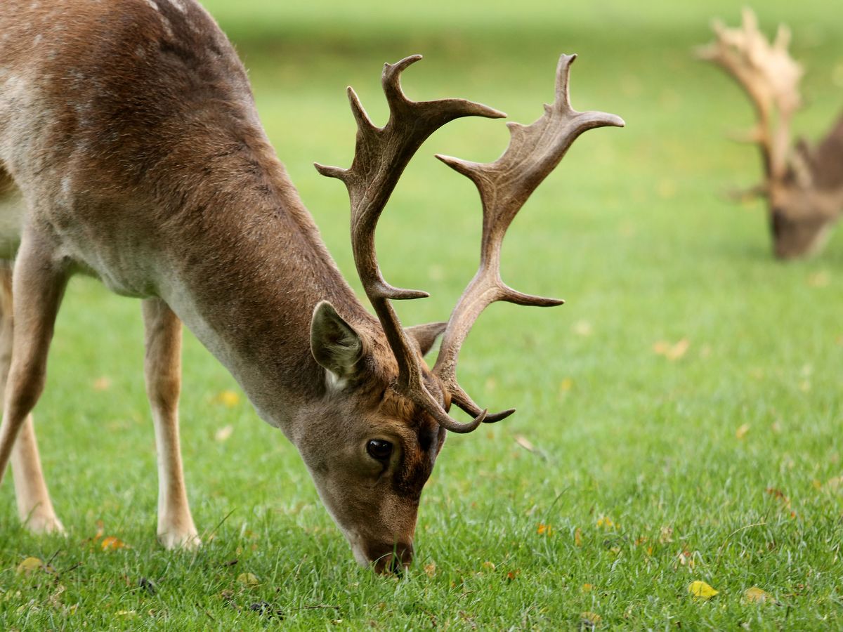 Whitworth Estate@ Deer Park-Image-1