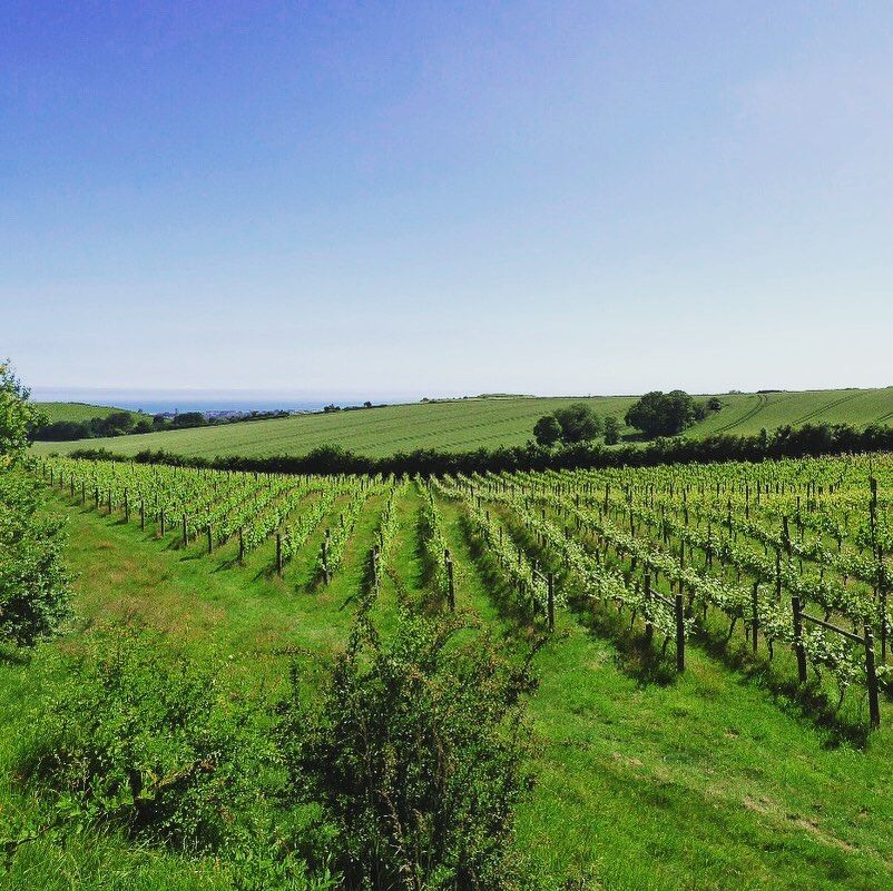 Terlingham Vineyard-Image-11