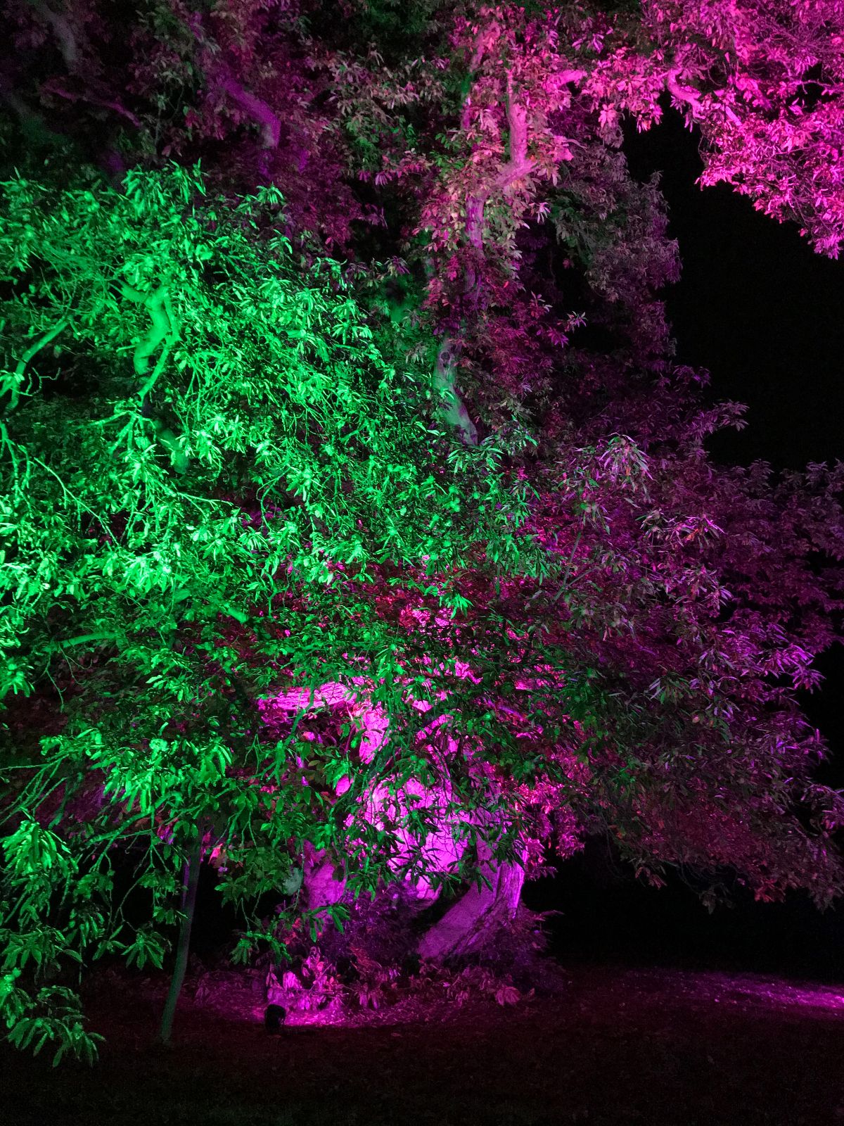 Blackthorn Events-Image-39
