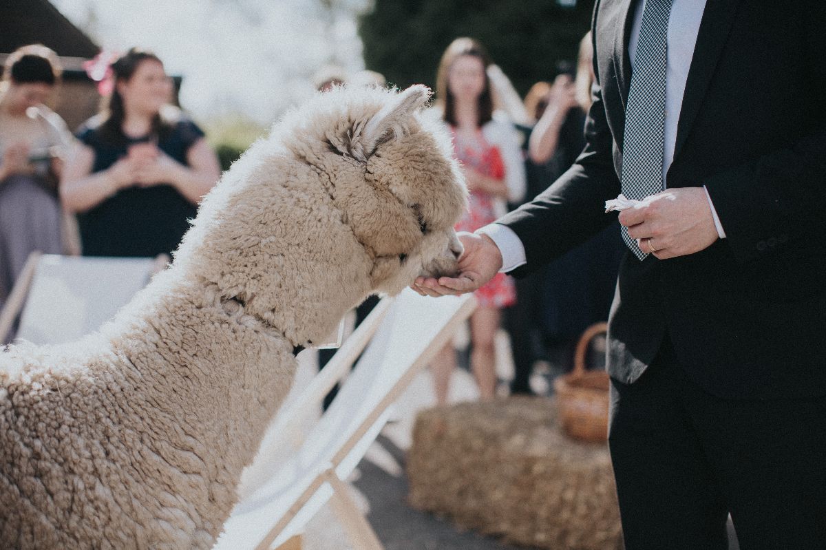 Tipi Weddings at Charnwood Forest Alpacas-Image-2