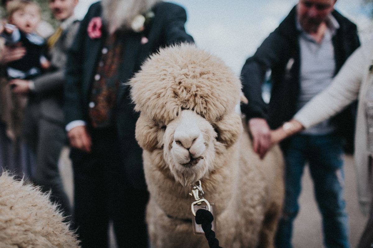 Tipi Weddings at Charnwood Forest Alpacas-Image-1