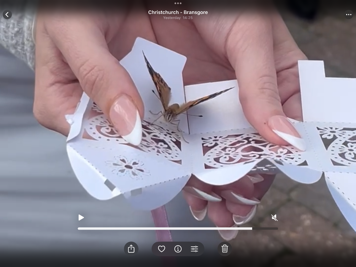 Butterflies for Occasions-Image-4