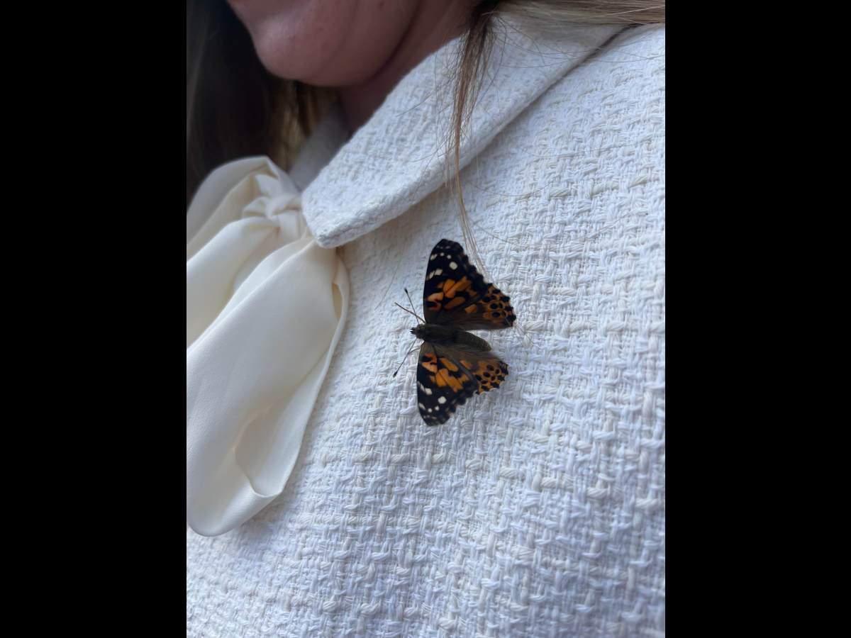 Butterflies for Occasions-Image-6