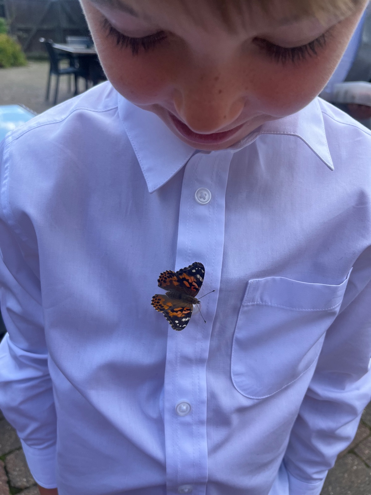 Butterflies for Occasions-Image-3