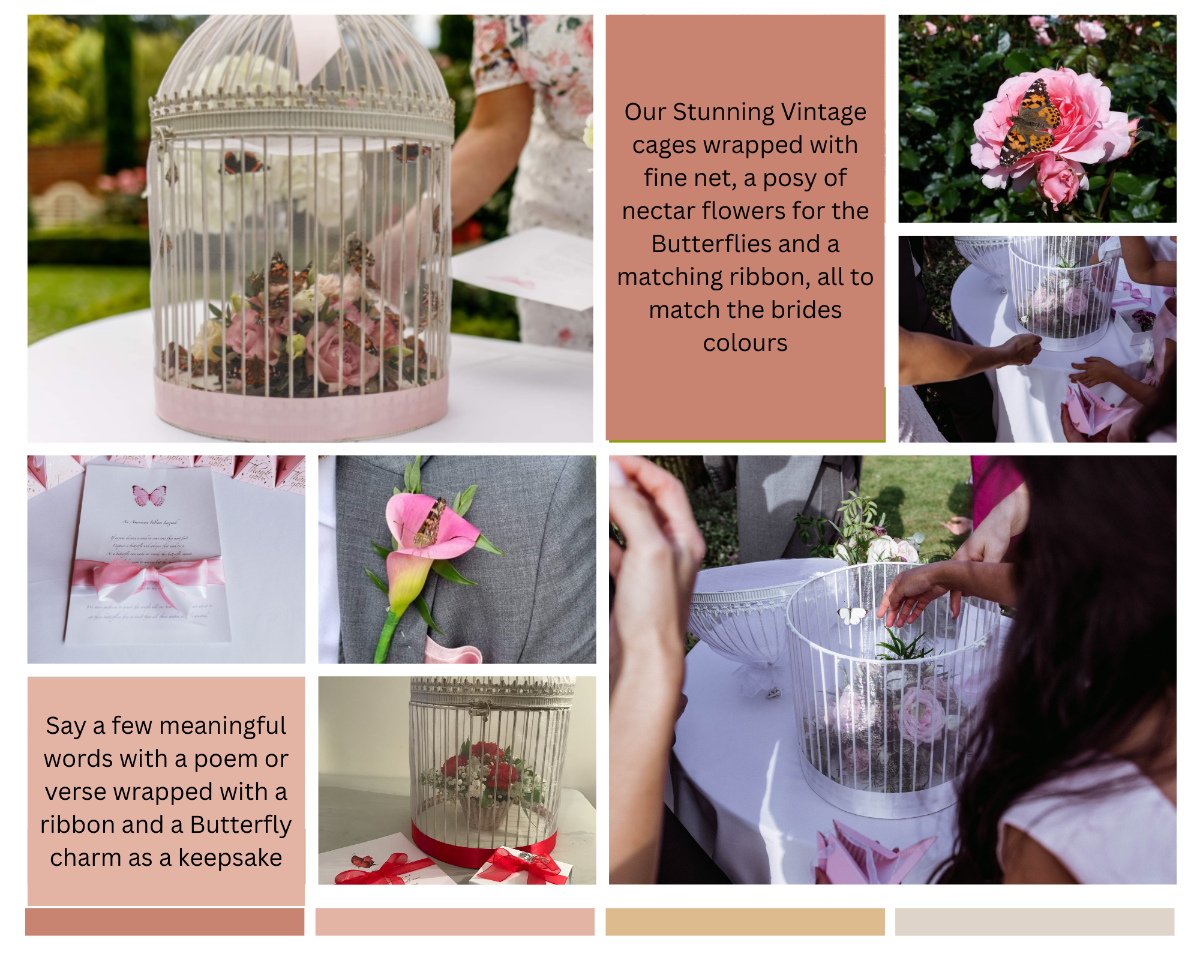 Butterflies for Occasions-Image-5