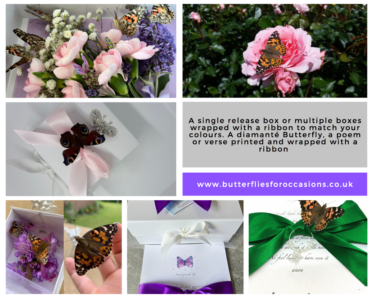 Butterflies for Occasions -Image-3