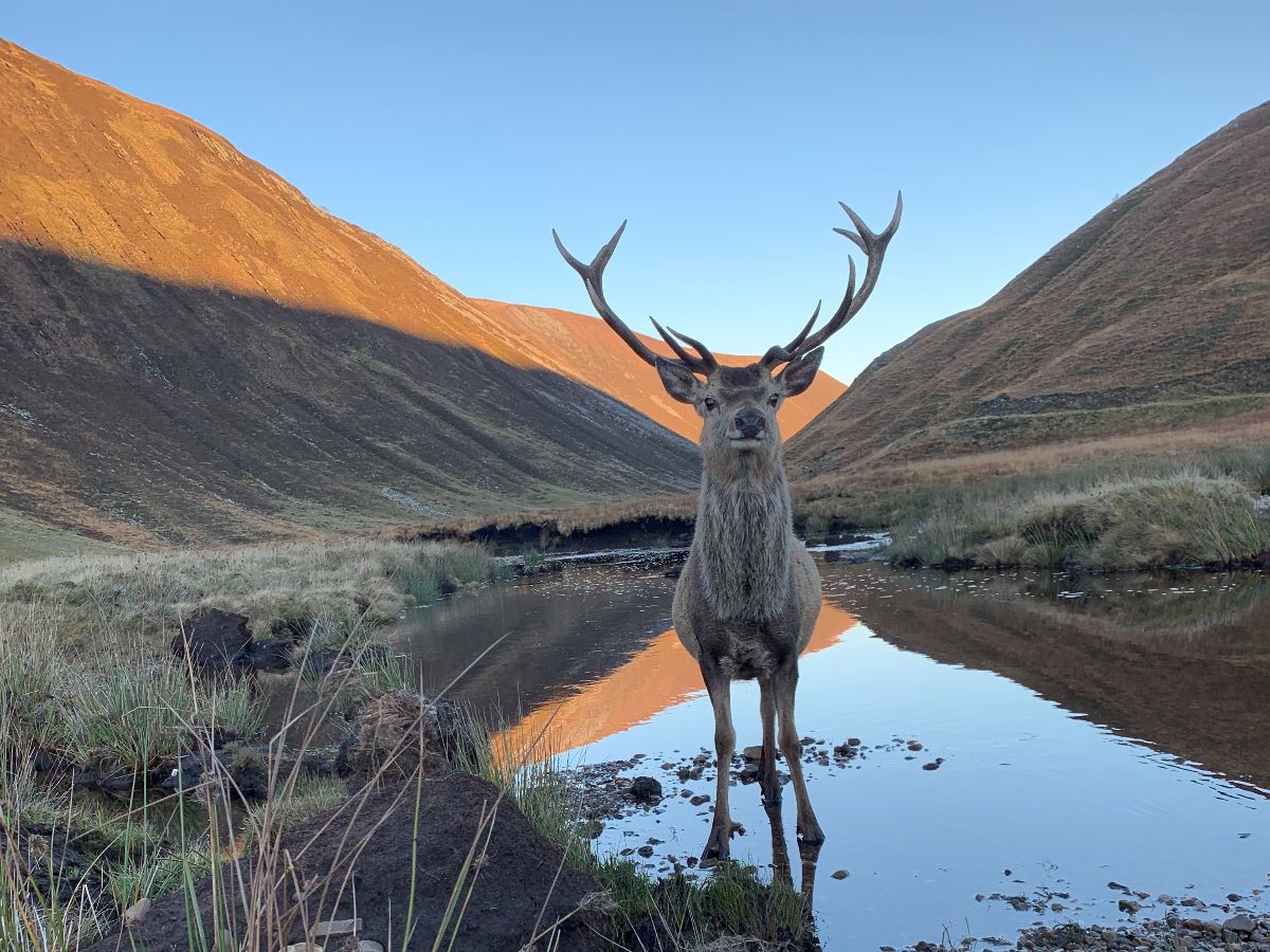 Gallery Item 21 for Alladale Wilderness Reserve