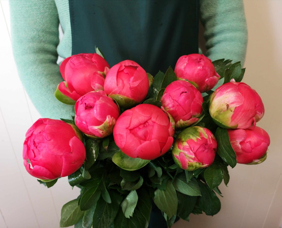 Apple Mint Florist-Image-131