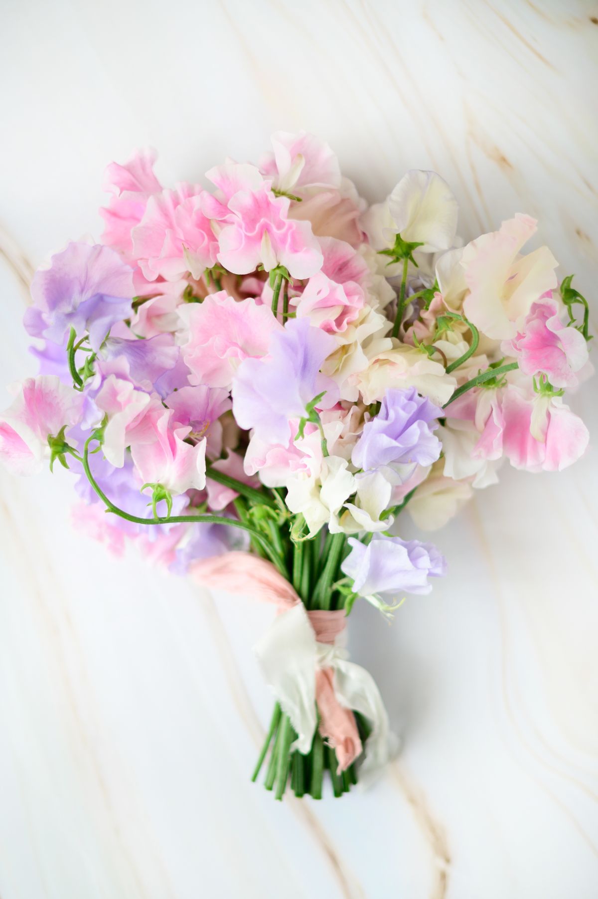 Fiore Dorato-Image-74