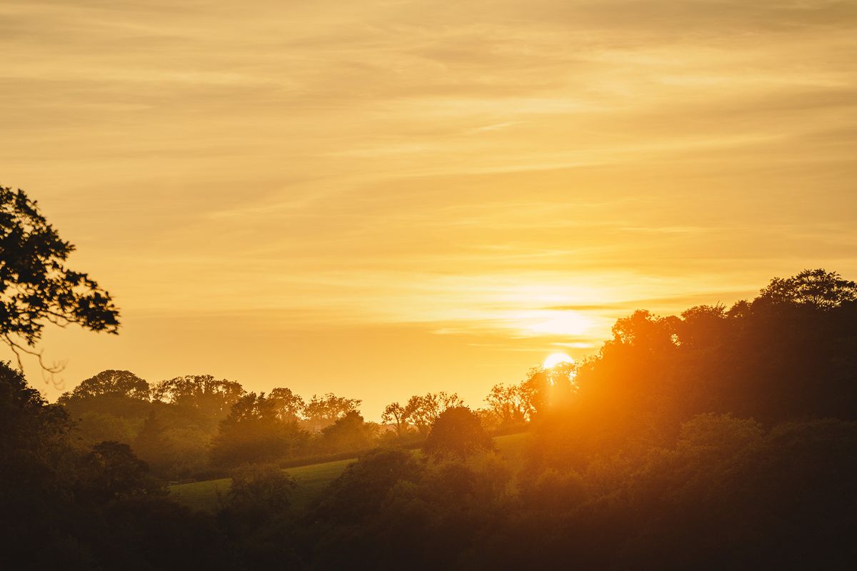 Gallery Item 67 for Finnebrogue Woods