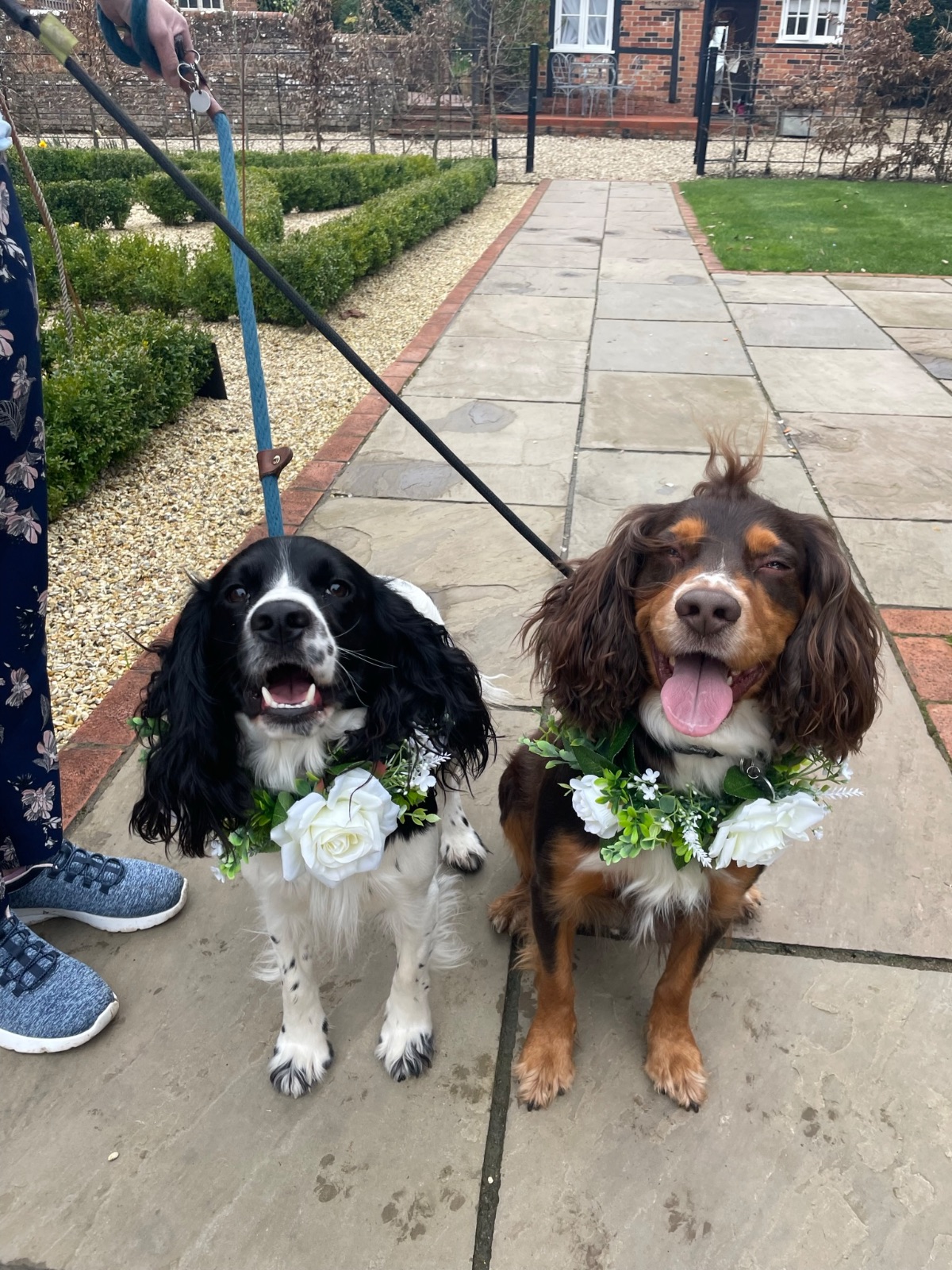 The ‘I Do’ Dog Crew @ All the B’s Pet Services-Image-3
