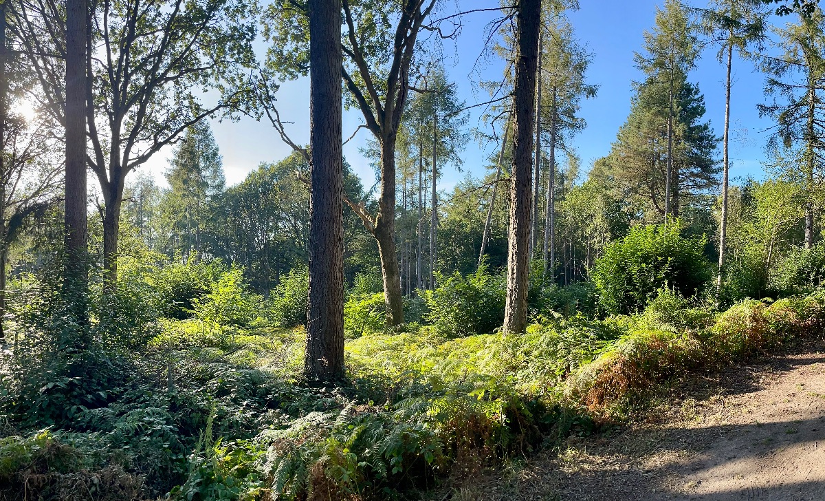 Bower in the Wood-Image-3